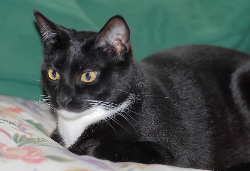 Gatti